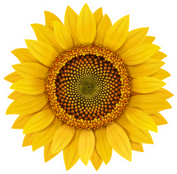 Realistic Sunflower Sticker