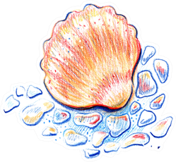 Beautiful Seashell Painted With Watercolor Pencils Sticker