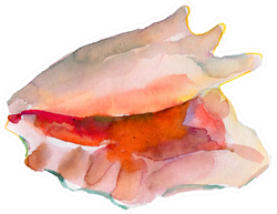 Watercolor Seashell  In Pink Sticker